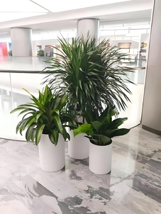 揭秘宁波海曙绿植租赁哪家好，速来一探究竟